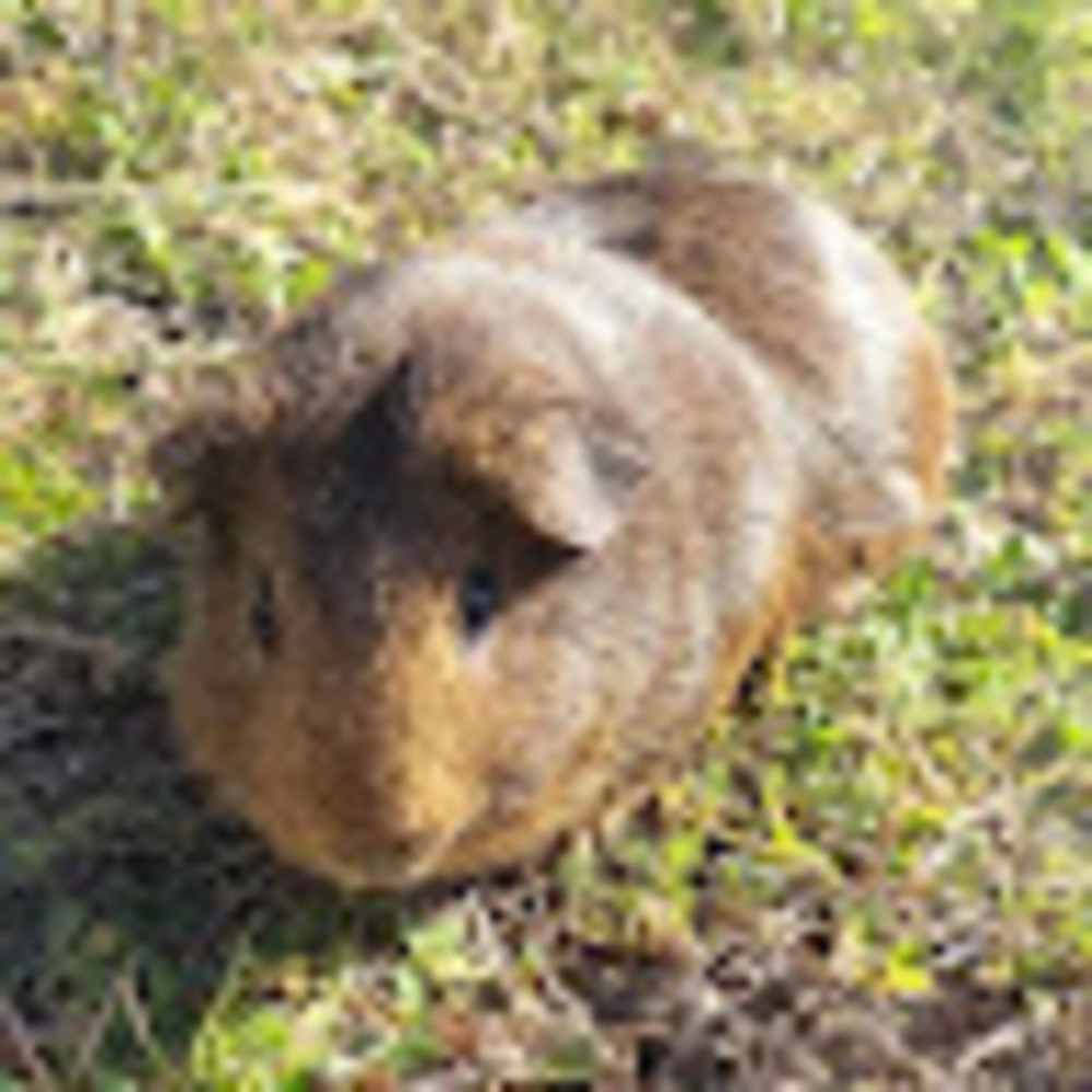 Meet your Posher, Hailey